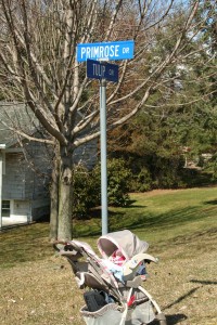 Primrose Dr @ Tulip Cir